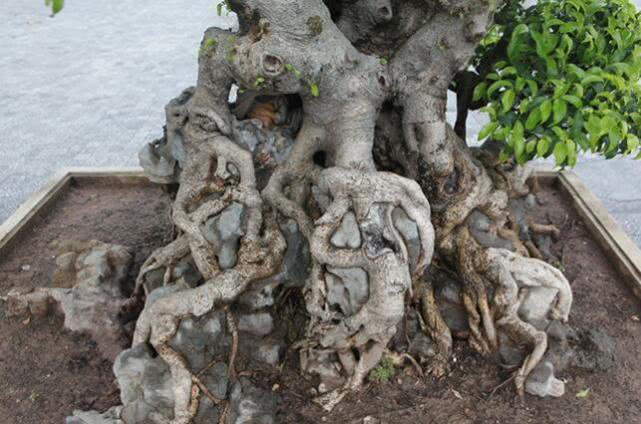 越南盆景树多少钱一棵,越南小伙千万盆景