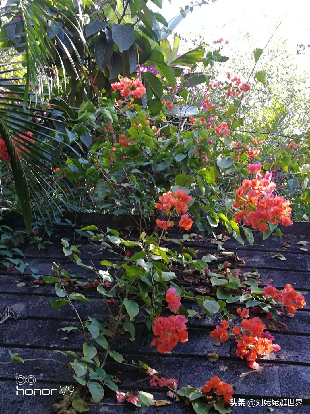 退休老阿姨,独来独往逛世界,靠当试睡员免费住上大酒店~芒市篇