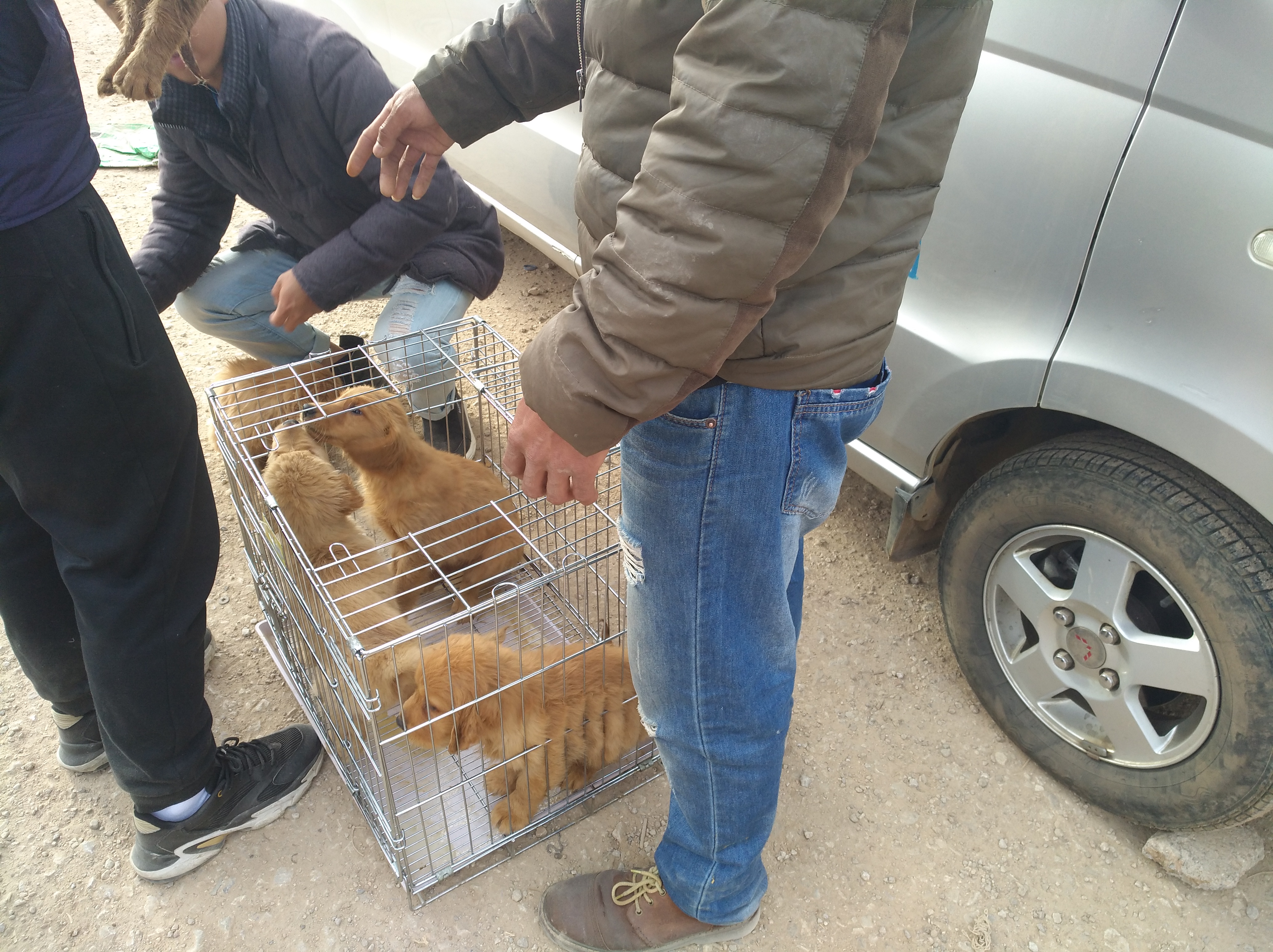 养殖场纯种金毛犬幼犬出售,犬舍金毛出售