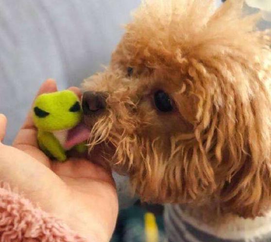 泰迪有这6种行为说明已经爱上你,泰迪犬舔主人真实的几个原因