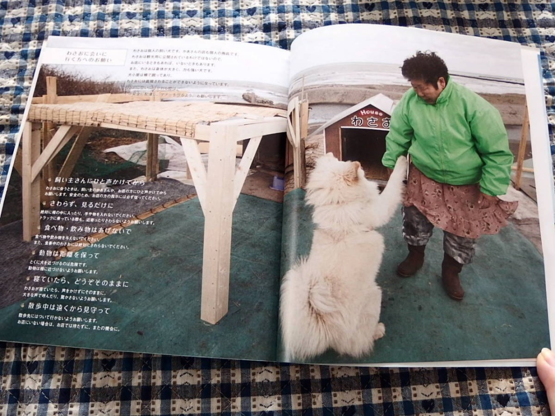 日本网红狗狗去世,日本狗死了