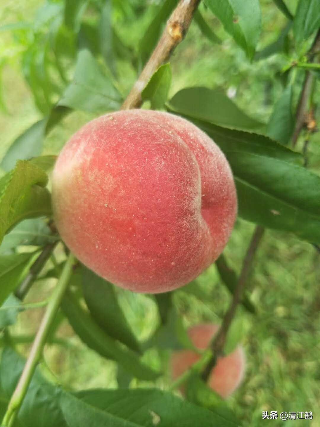 休闲农业盈利模式柱状图,休闲农业十大趋势图