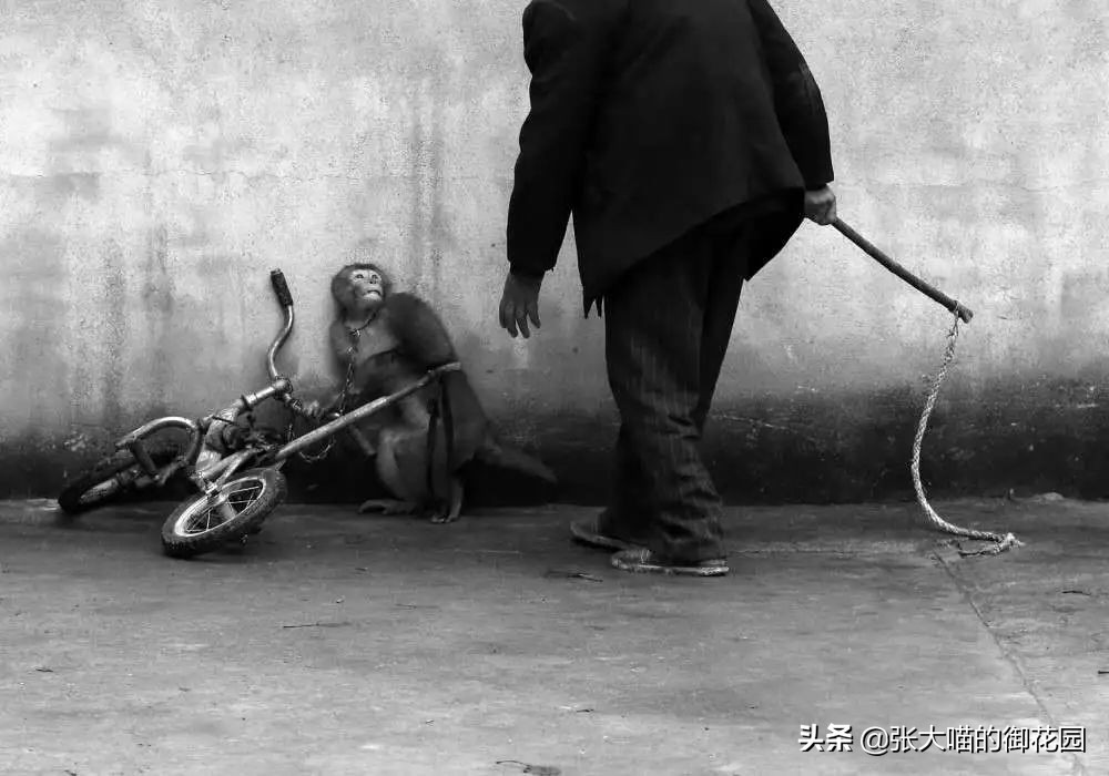 老虎和狮子分离了多久,狮子是百兽之王老虎是森林之王