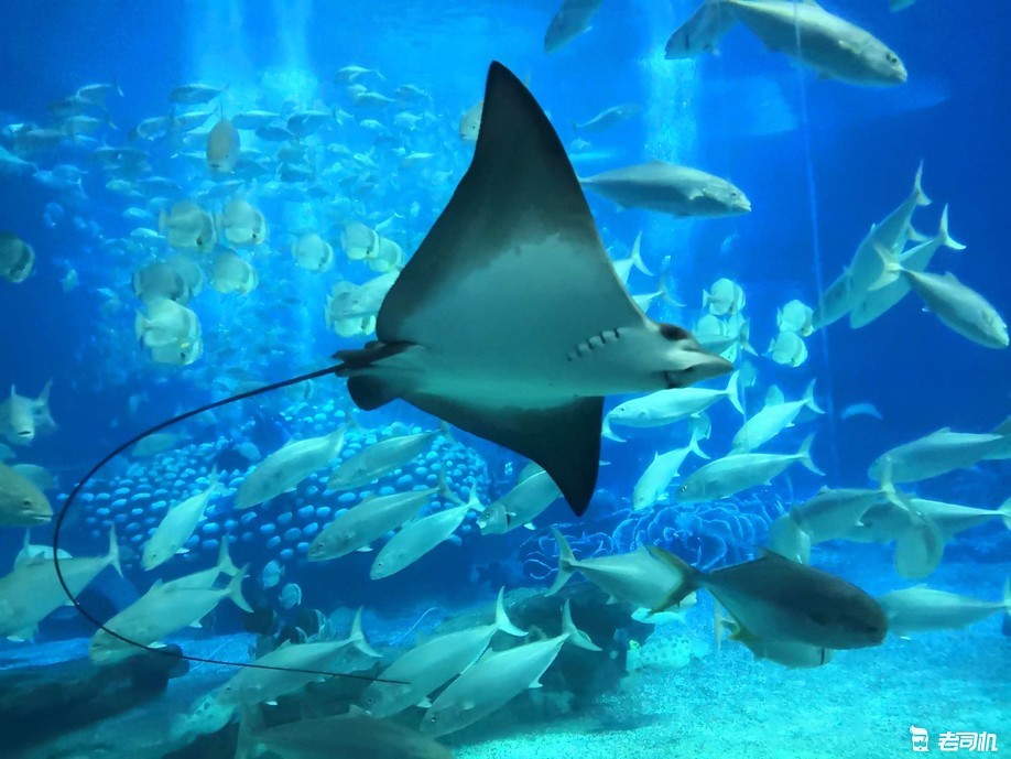 珠海长隆海洋王国亲子游攻略,珠海长隆海洋王国攻略亲子游