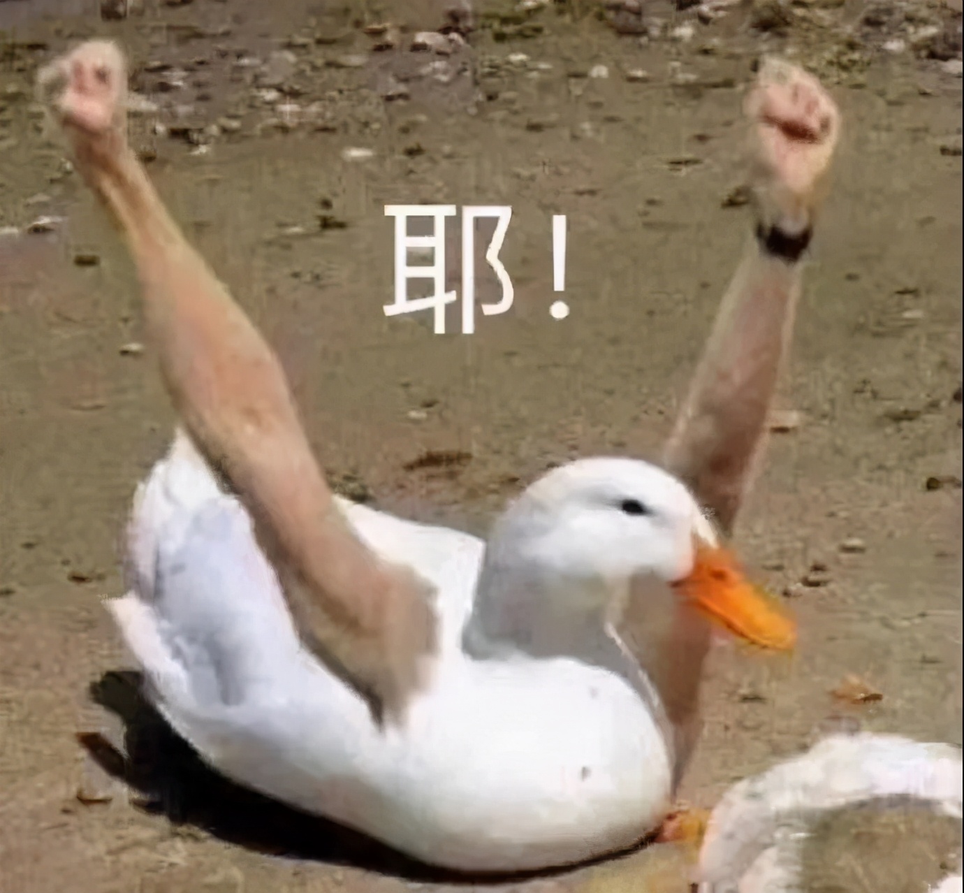 平价又好看的bm风,日系裙子推荐小个子