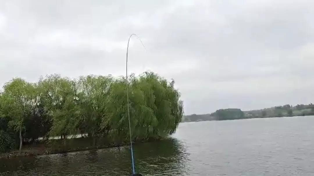 1.0子线遛十斤大鲤鱼,野钓10斤鲤鱼遛鱼技巧