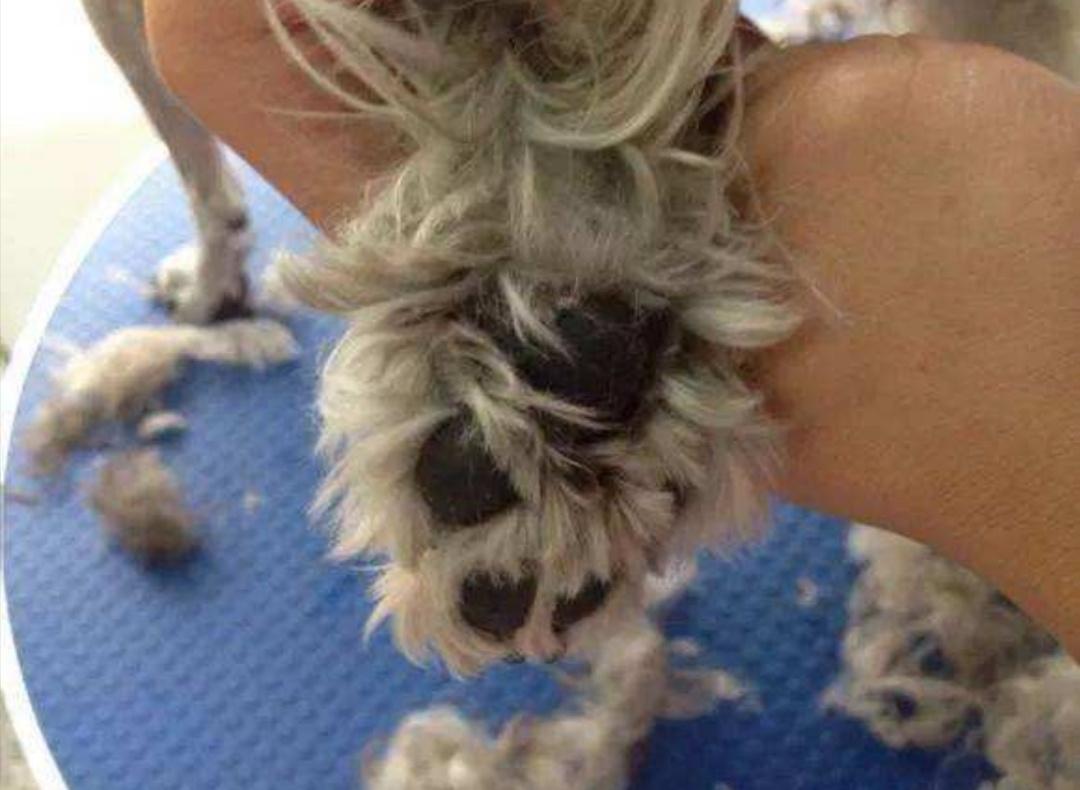 狗狗趾间炎治疗期间怎么洗脚,狗狗每天洗脚会趾间炎吗