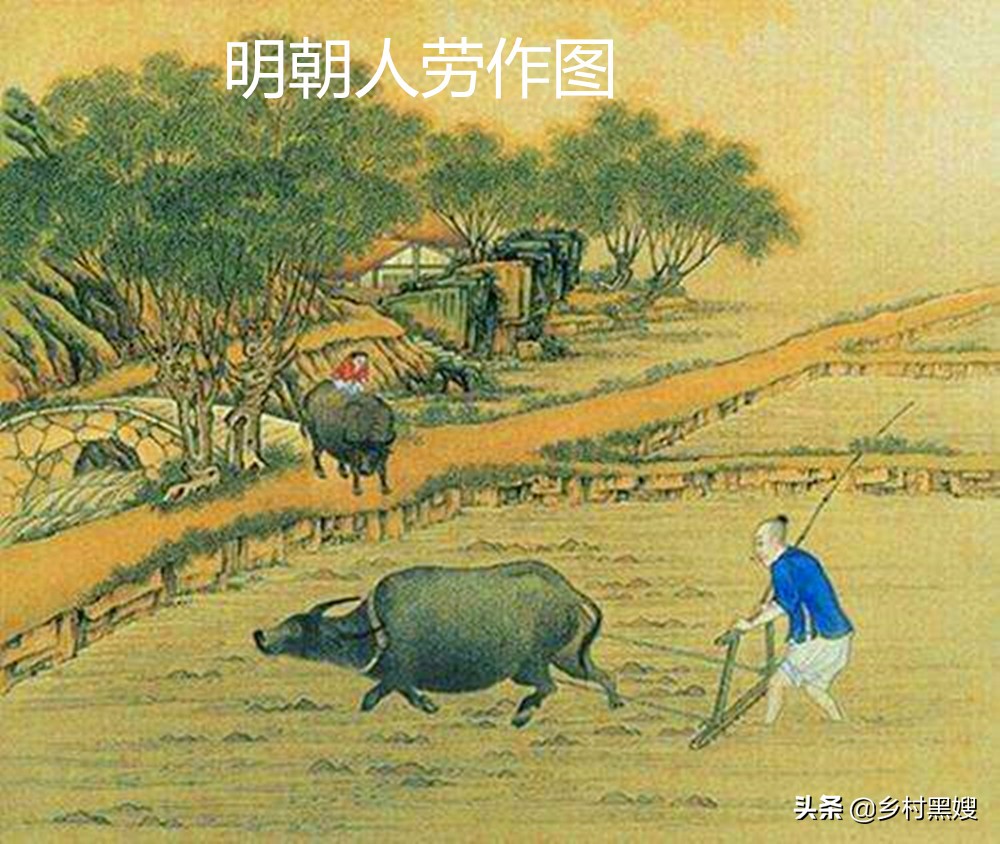 土豆为什么是第四大粮食作物,土豆祖先是什么