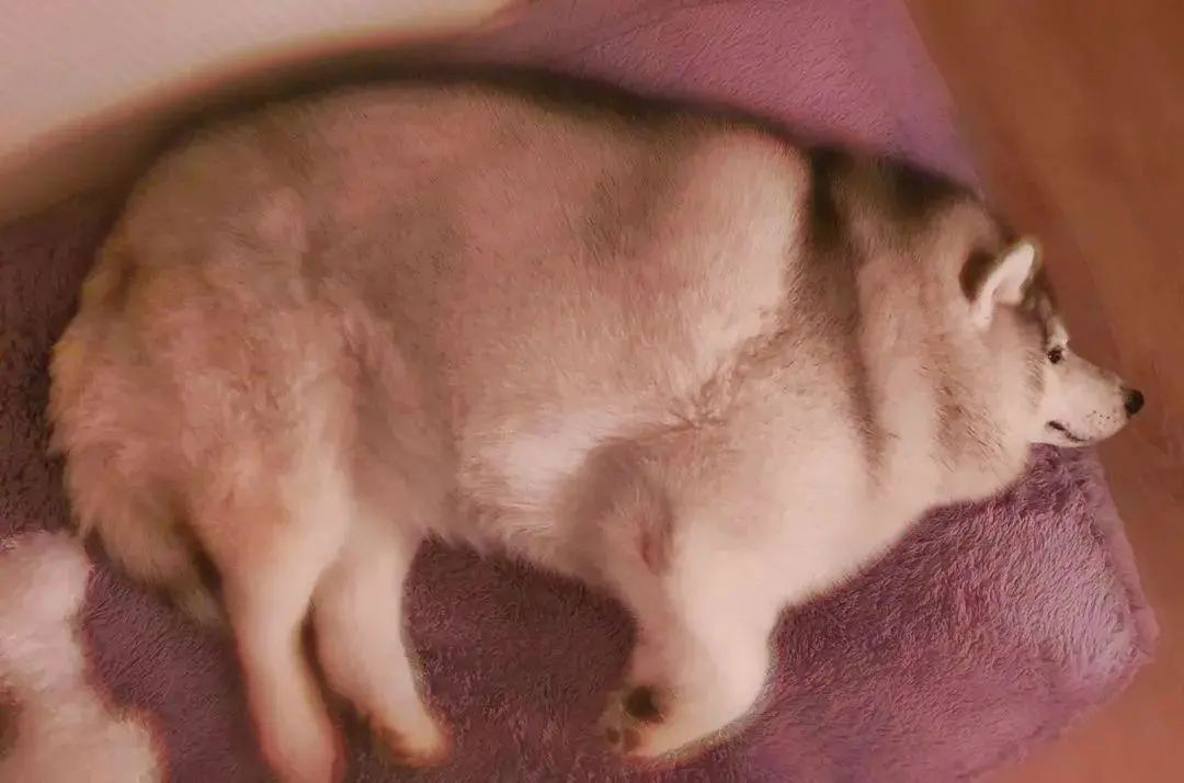 狗子吃肉影响寿命,狗子吃肉多会怎么样