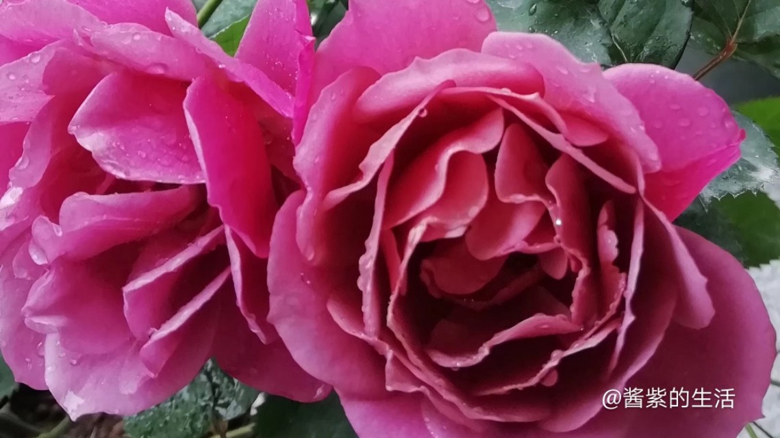 葵系列月季,葵紫色月季