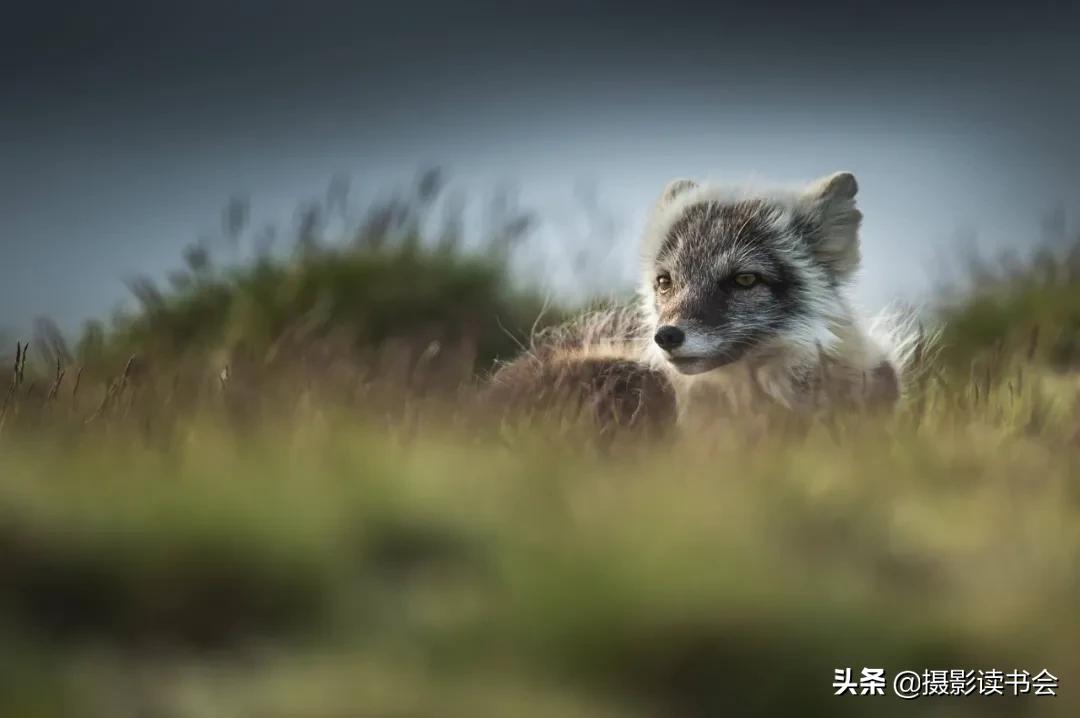 尼康拍野生动物,这位摄影师