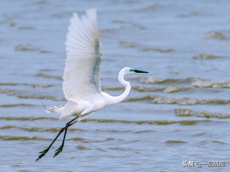 鸟类名字生僻字,带有鸟字的生僻字