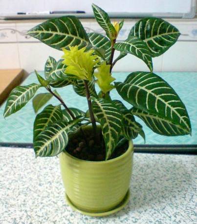 养花如何不把花养死,养花老是养死