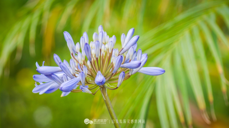 留学美国:加州大学洛杉矶分校UCLA