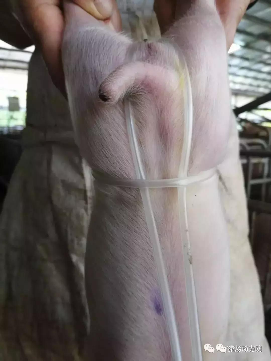 小猪肚脐疝气处理方法,小猪有疝气应该怎么治疗