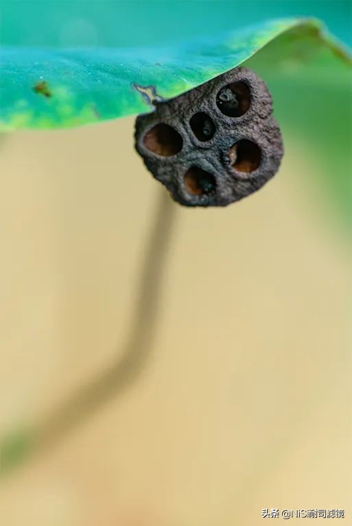 微距拍摄滑轨推荐,微距拍照最强的千元机实测