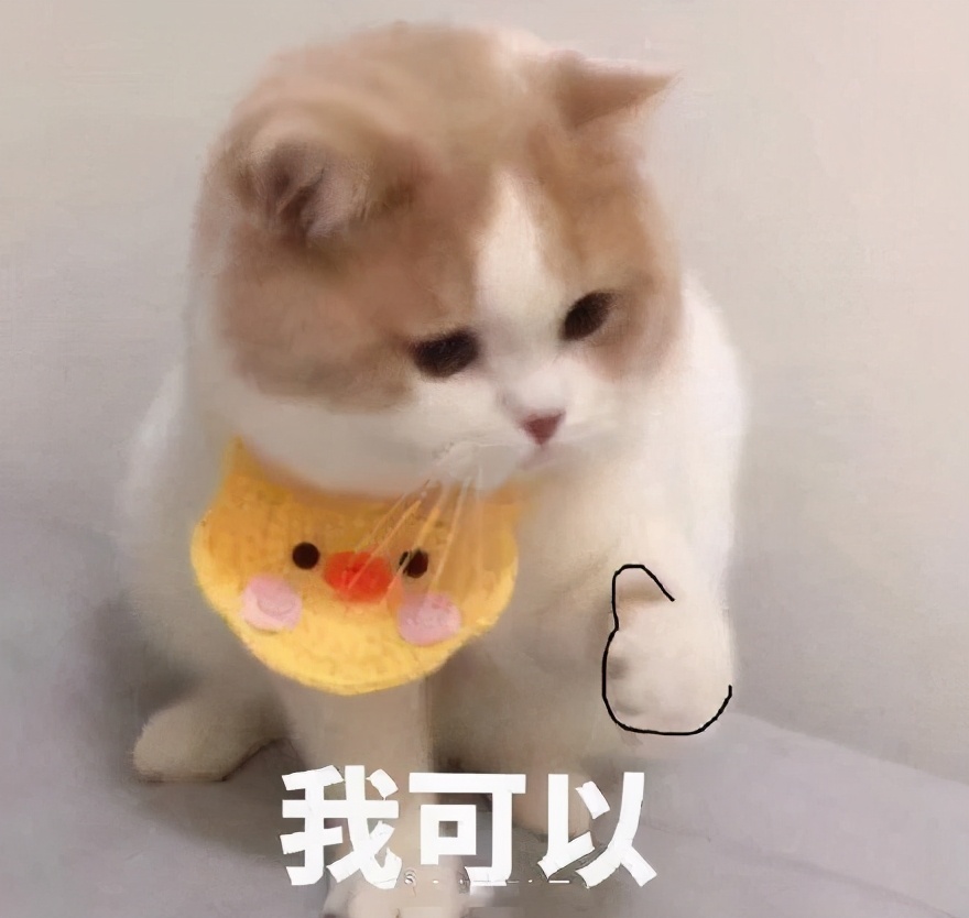 美国认证的狗粮品种大全,美国猫粮狗粮排名