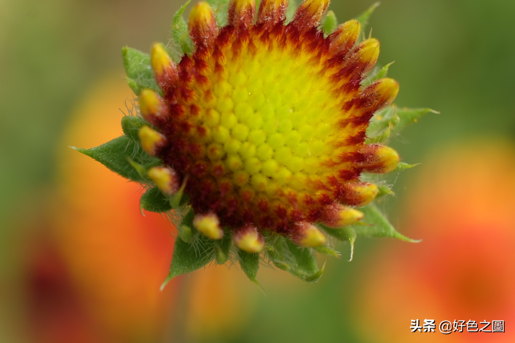 最好的微距拍摄方法,微距摄影环