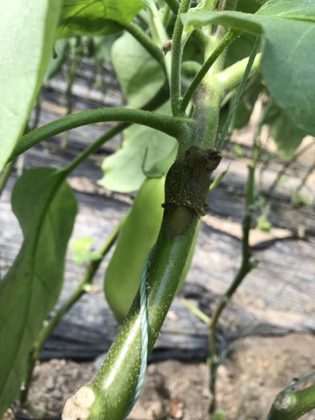 茄子整株枯死是什么原因怎么治,防治茄子死棵烂根的方法