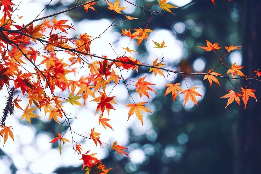 停车坐爱枫林晚风景,停车坐爱枫林晚季节