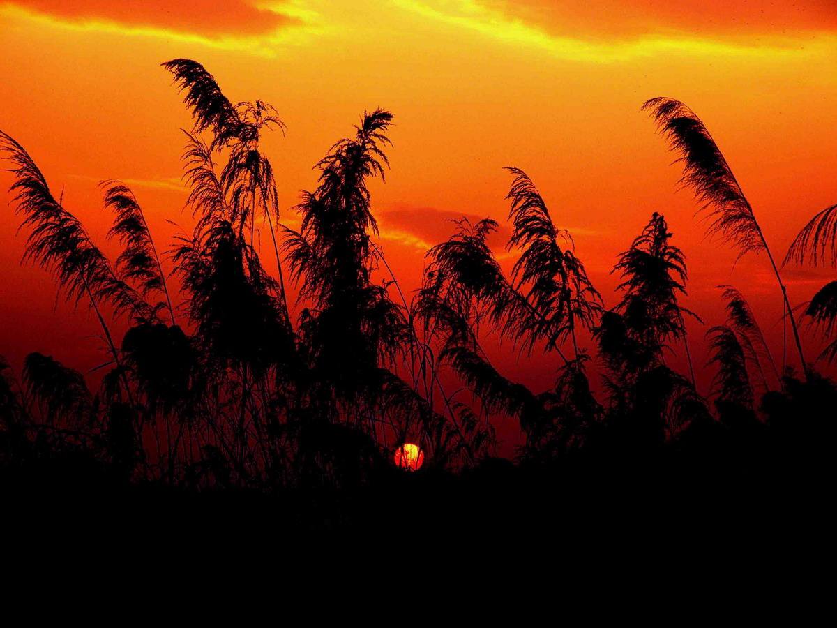 月夜表现杜甫思乡之情的句子,杜甫赞美故乡的诗句