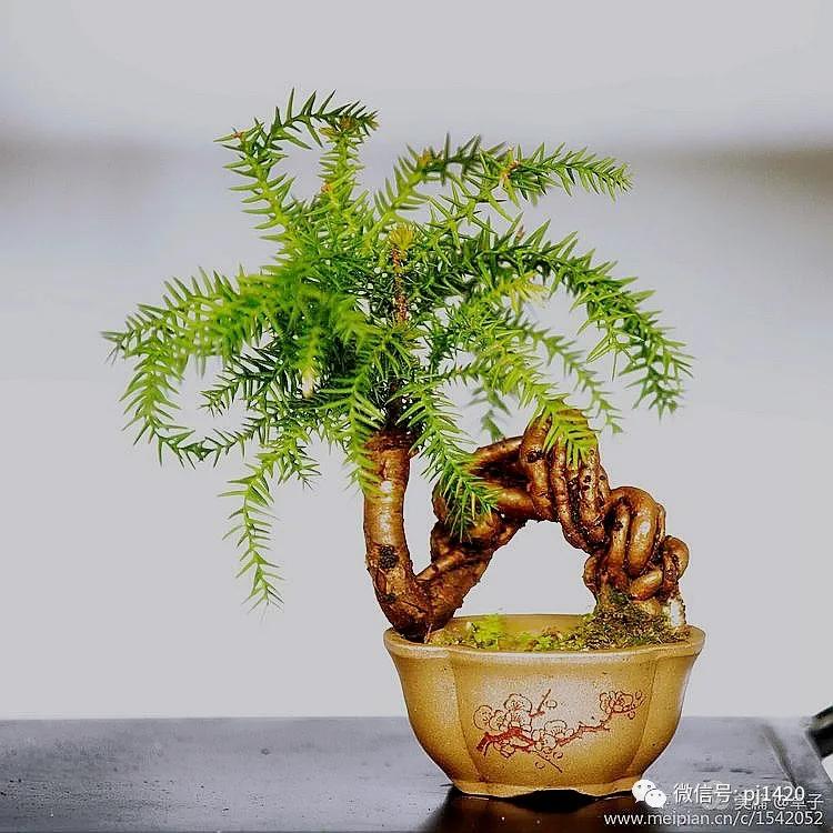 澳洲杉怎么长出漂亮根部,如何养好澳洲杉