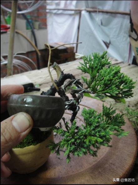 盆景树桩舍利怎么制作,盆景老桩镂空舍利的制作