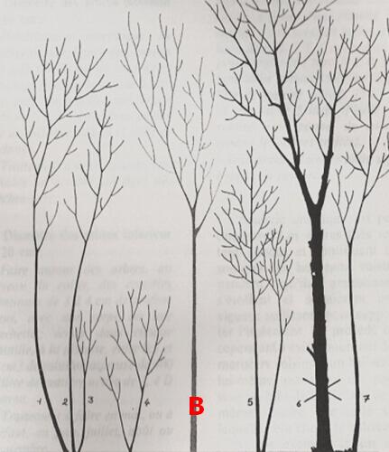 木兰栽培技术,木兰树苗培育