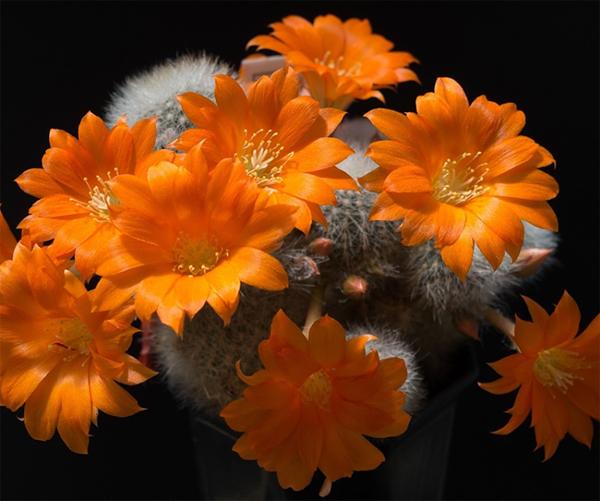 仙人掌开花有多美,仙人掌花开好娇艳