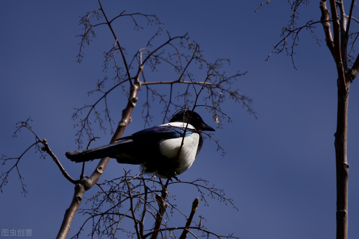 曾是传统的吉祥鸟备受喜爱，如今泛滥成了“害鸟”，让村民生厌