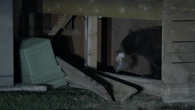 豆瓣netflix电影,bbc地球奇观纪录片