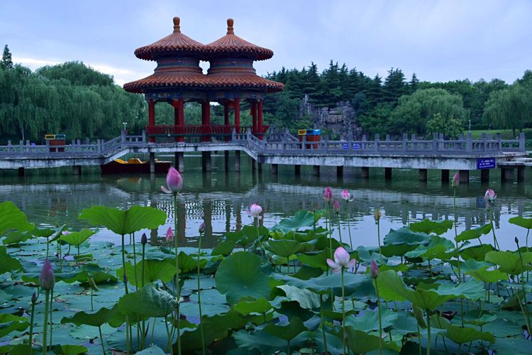 洛阳中国国花园荷花,洛阳国花园的荷花