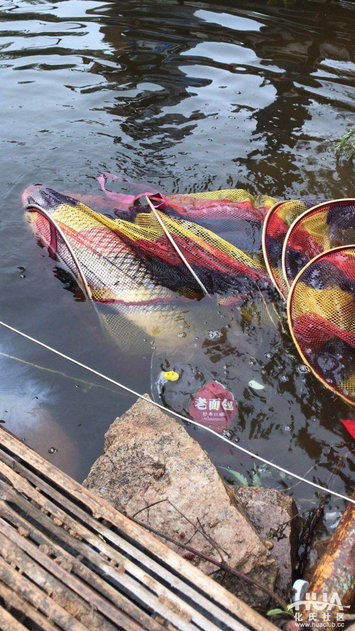 化氏龙三有几个版本,化氏龙三硬度