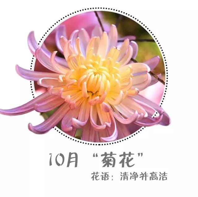 魔都四月赏花,魔都春季赏花好地方