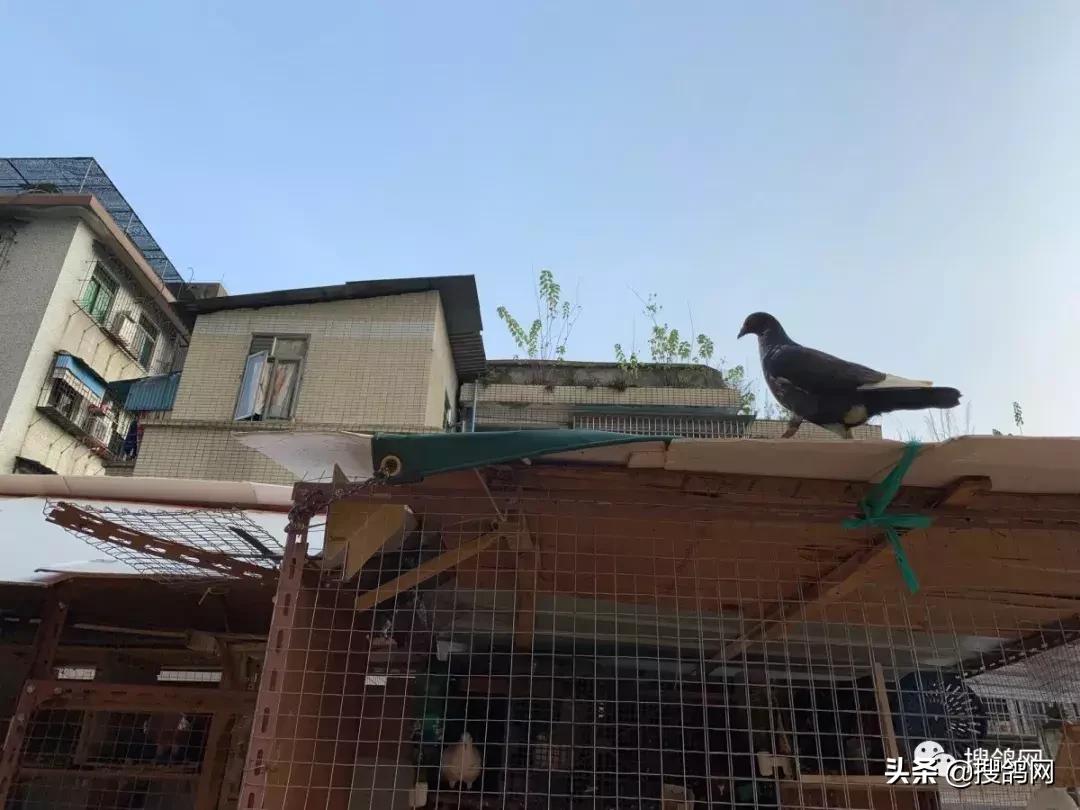 鸽子不爱家飞老是落别人家怎么办,鸽子不爱家飞可训放吗