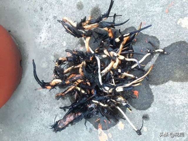 碗莲一大盆种几棵最合适,小盆怎么种碗莲