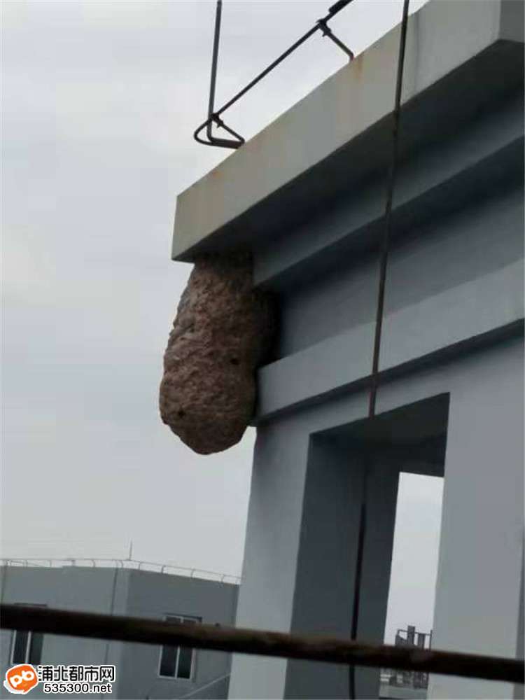 一米长小区阳台惊现巨型马蜂窝,钦州市马蜂窝