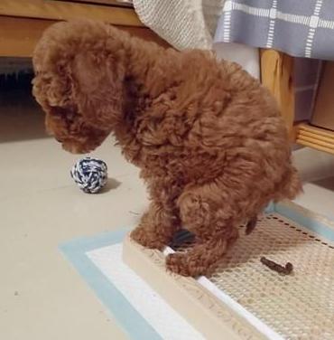如何纠正狗狗在家随地大小便,3-7天解决狗狗随地大小便