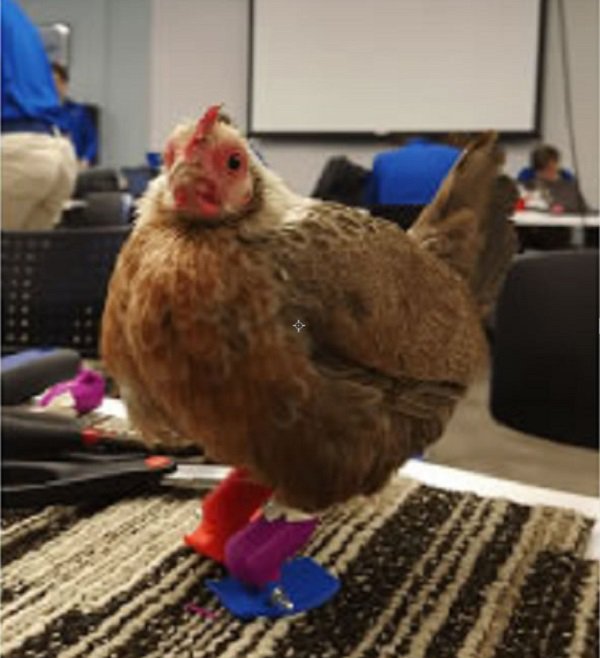 3d打印可以帮助残疾人吗,3d打印机能打印小动物