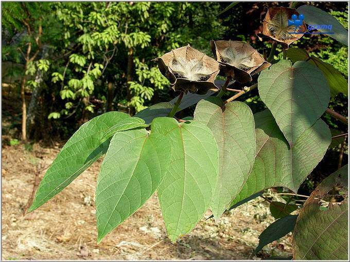 中药材墨旱莲,昂天莲可以治风湿吗