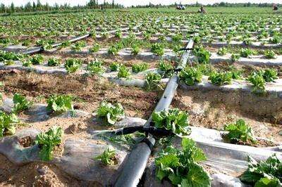 微喷滴灌的优缺点,微喷灌溉和滴灌