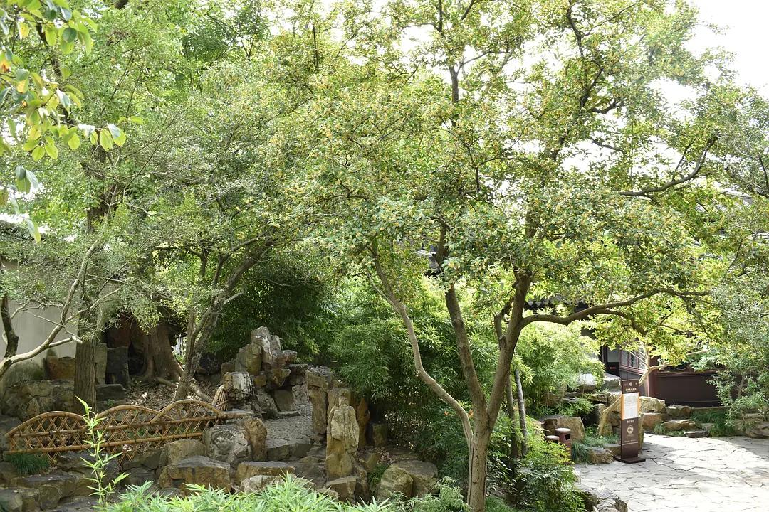 苏州城东北隅的赏桂佳处——耦园