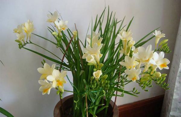 北方冬季地栽花卉,北方如何养护鲜切花