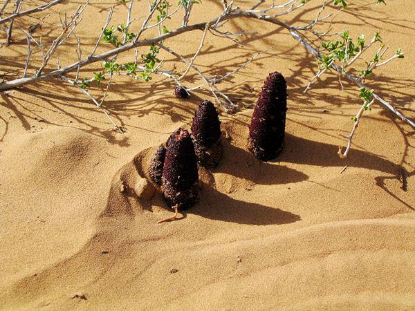 抗衰老用什么中药泡水喝最好呢,野山参抗衰老
