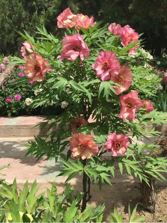 靓妆白里透红,雍容华贵牡丹大红靓装