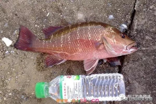 十种最受欢迎的海鱼,钓鱼人最爱的海鱼