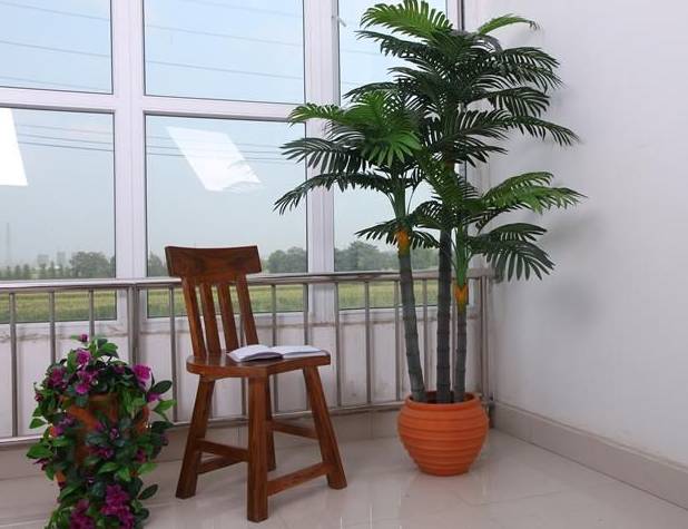 室内吸毒植物大全,七种具有吸毒功能的盆栽植物