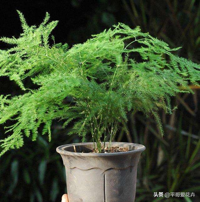 被冻伤花如何挽救,冬天冻不死的10种花