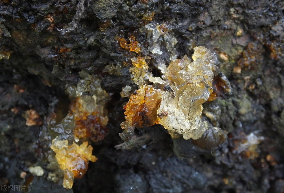 我以后再也不吃桃胶美容了