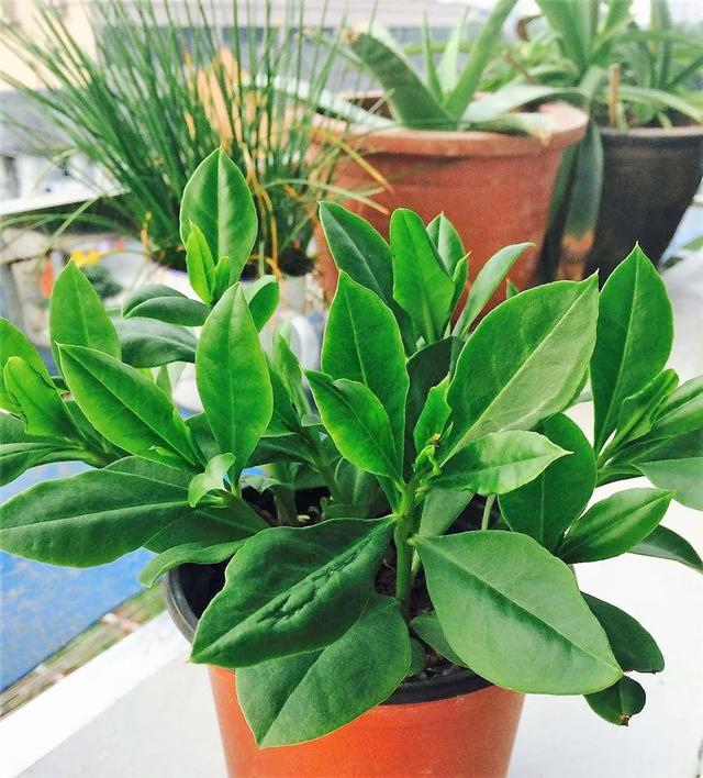 农村野菜别名野人参,农村这种土人参有什么功效